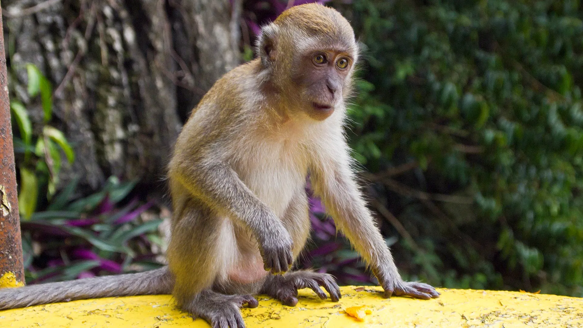 A long-tailed macaque on a painted handrail beside a scrap of dropped food